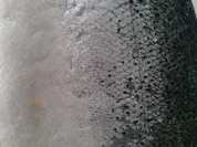 Lachsfilet in Safrancremesosse à la Biggi - Rezept