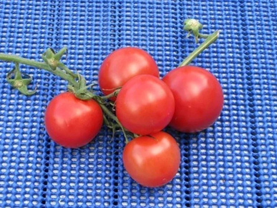 Rezept: Einfach nur Salat (Basis für viele Variationen) Bild Nr. 3 Einfach nur Salat (Basis für viele Variationen) - Rezept - Bild Nr. 3