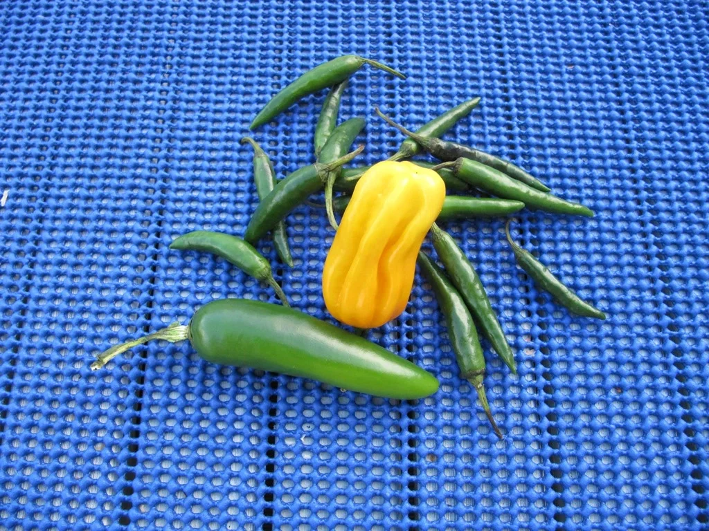 Rezept: Einfach nur Salat (Basis für viele Variationen) Bild Nr. 5 Einfach nur Salat (Basis für viele Variationen) - Rezept - Bild Nr. 5