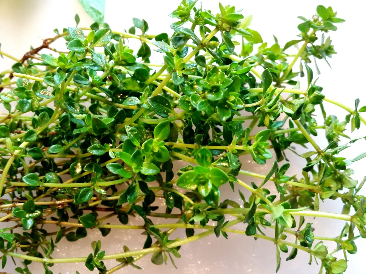 Wachtelbohnen-Eintopf - Rezept - Bild Nr. 4