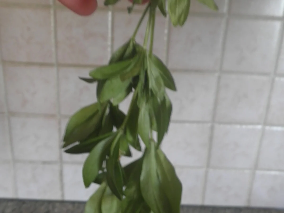 Rezept: Waldmeister - Panna Cotta ... Bild Nr. 6 Waldmeister - Panna Cotta ... - Rezept - Bild Nr. 6