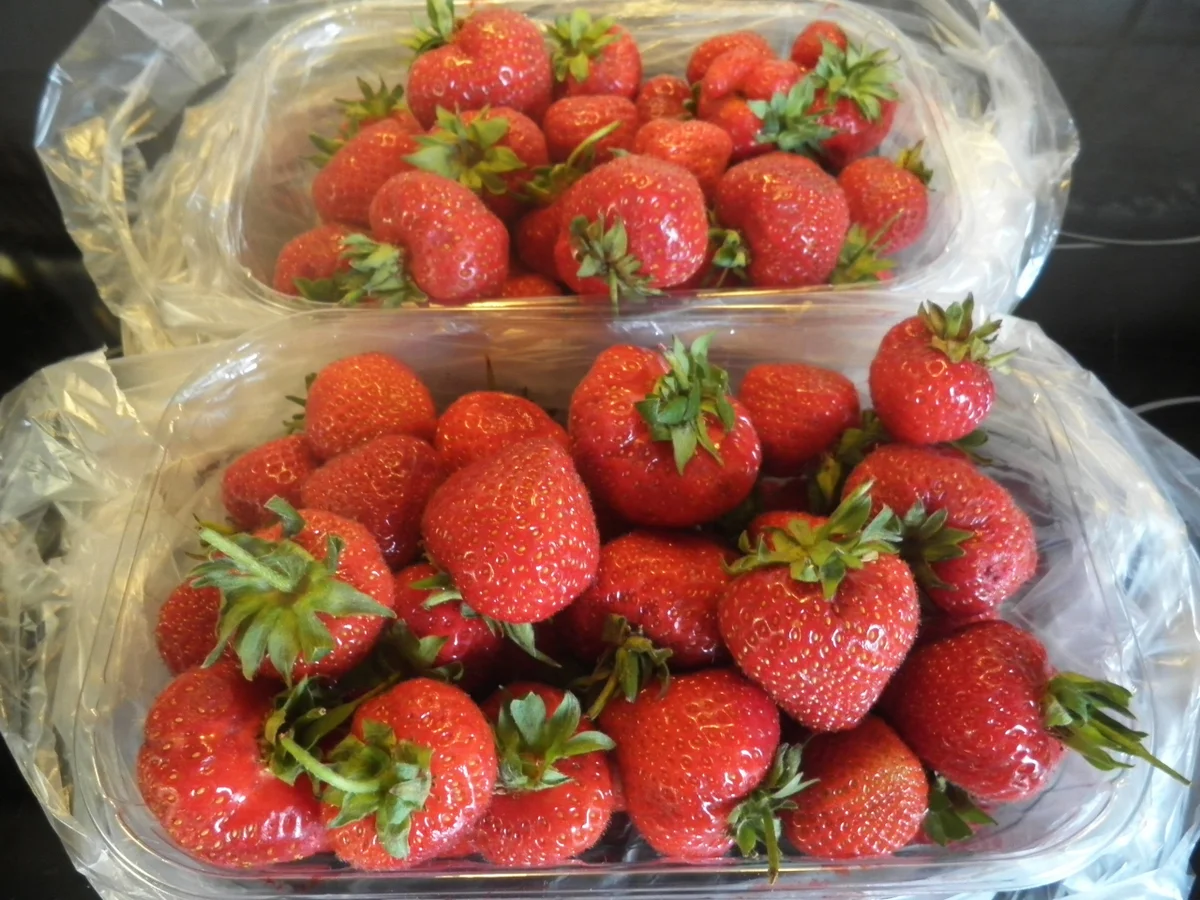 Rezept: Waldmeister - Panna Cotta ... Bild Nr. 10 Waldmeister - Panna Cotta ... - Rezept - Bild Nr. 10