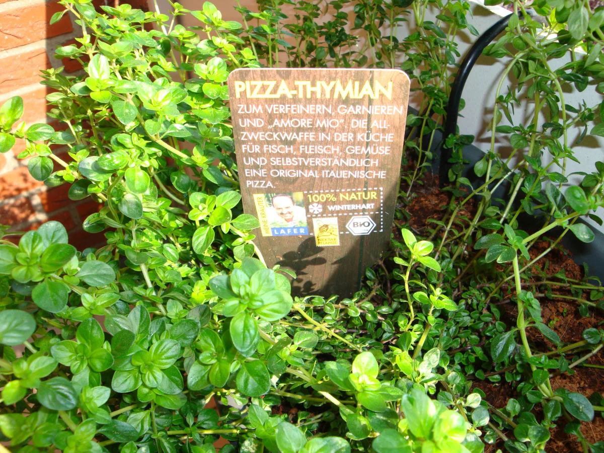 Pizzasuppe - Rezept - Bild Nr. 24