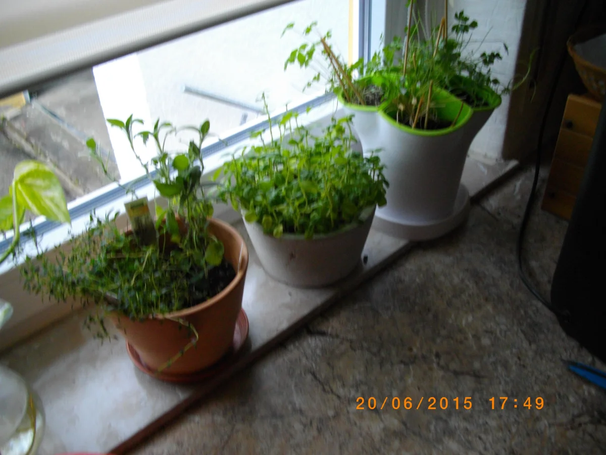 Spanferkelfilets auf Grillgemüse im Kugelgrill - Rezept - Bild Nr. 26