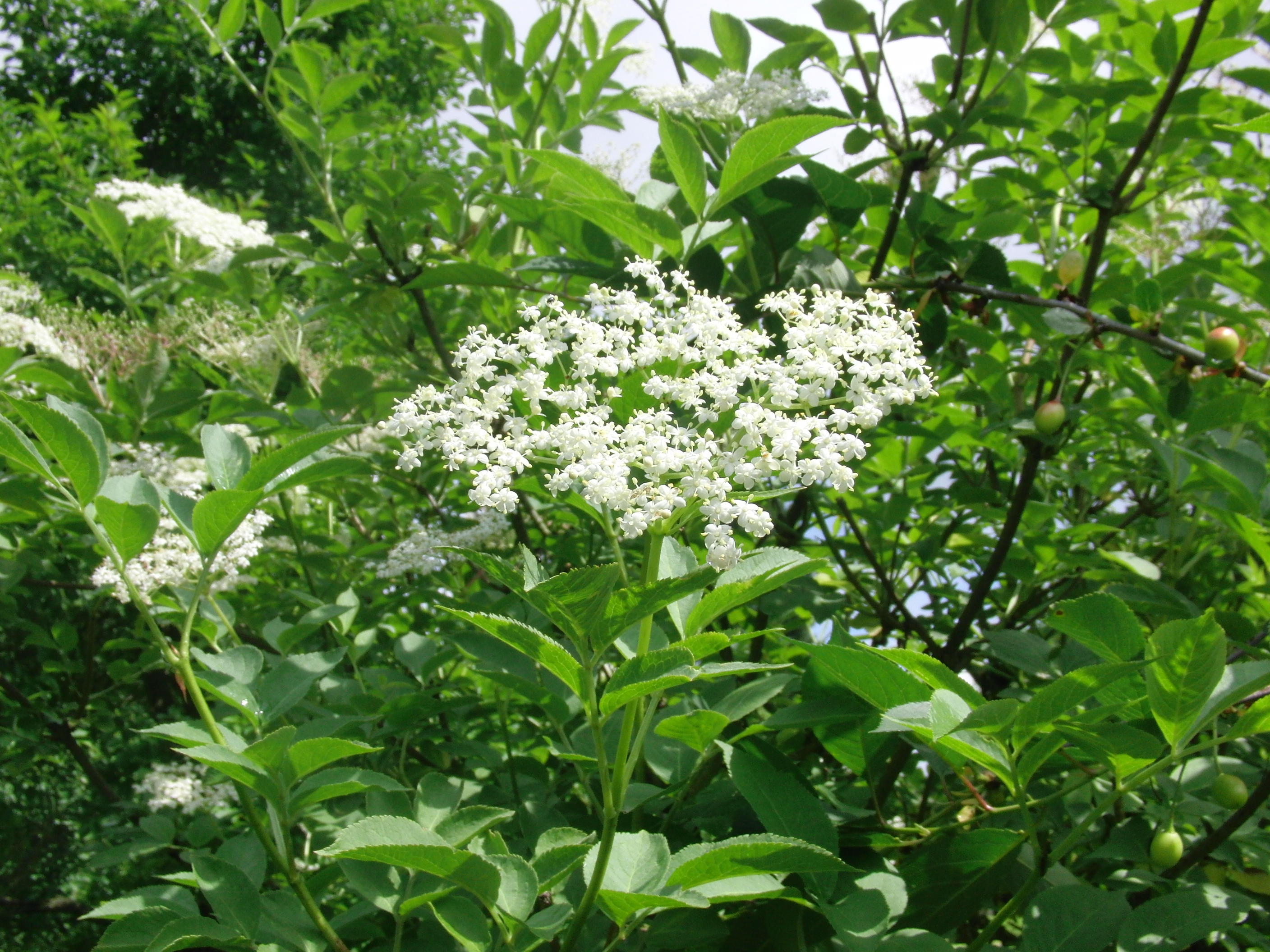 HOLUNDERBLÜTEN - GELEE Rezept von Peggy10