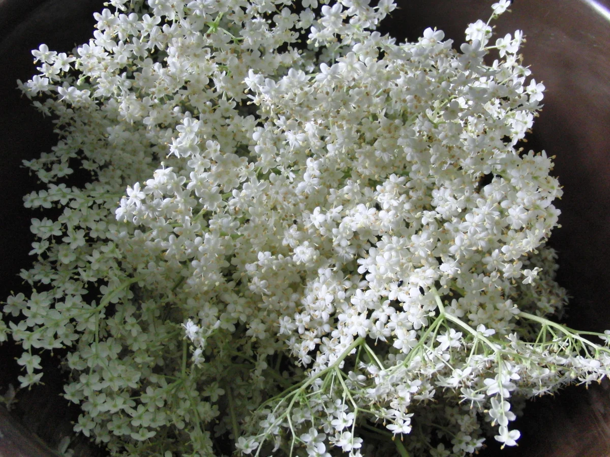 Rezept: HOLUNDERBLÜTEN - GELEE Bild Nr. 94 HOLUNDERBLÜTEN - GELEE - Rezept - Bild Nr. 94