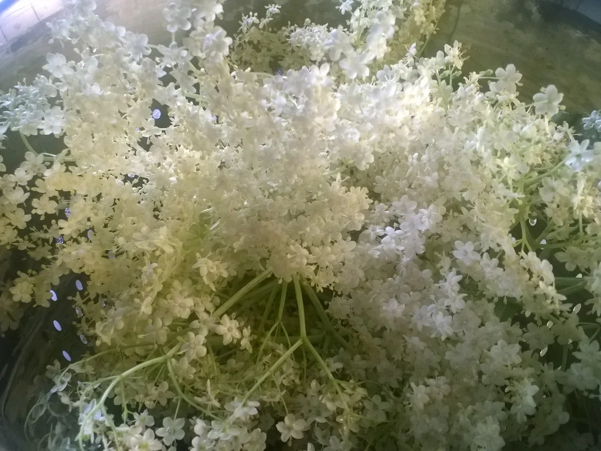 Rezept: HOLUNDERBLÜTEN - GELEE Bild Nr. 97 HOLUNDERBLÜTEN - GELEE - Rezept - Bild Nr. 97