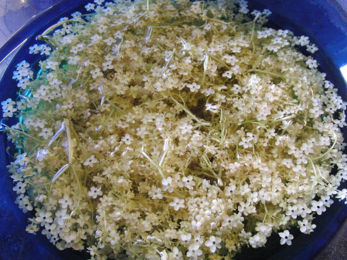 Rezept: HOLUNDERBLÜTEN - GELEE Bild Nr. 96 HOLUNDERBLÜTEN - GELEE - Rezept - Bild Nr. 96