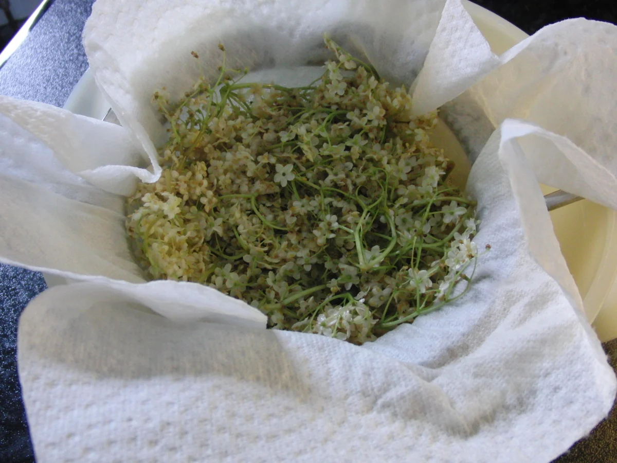 Rezept: HOLUNDERBLÜTEN - GELEE Bild Nr. 98 HOLUNDERBLÜTEN - GELEE - Rezept - Bild Nr. 98