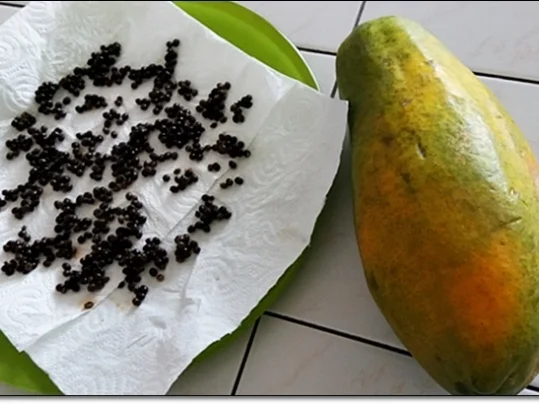 Papayapfeffer  selbst  herstellen - Rezept - Bild Nr. 47