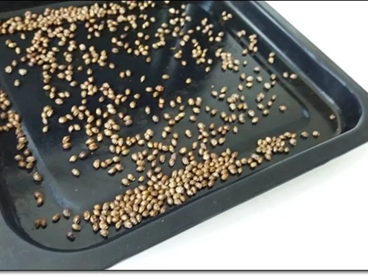 Papayapfeffer  selbst  herstellen - Rezept - Bild Nr. 43