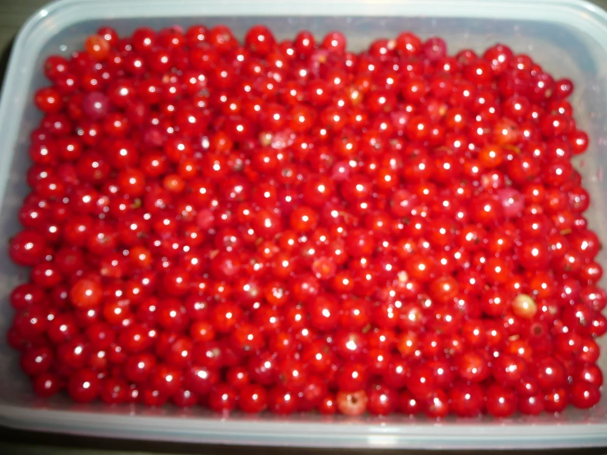 Johannisbeer - Kuchen mit Streusel. - Rezept - Bild Nr. 44