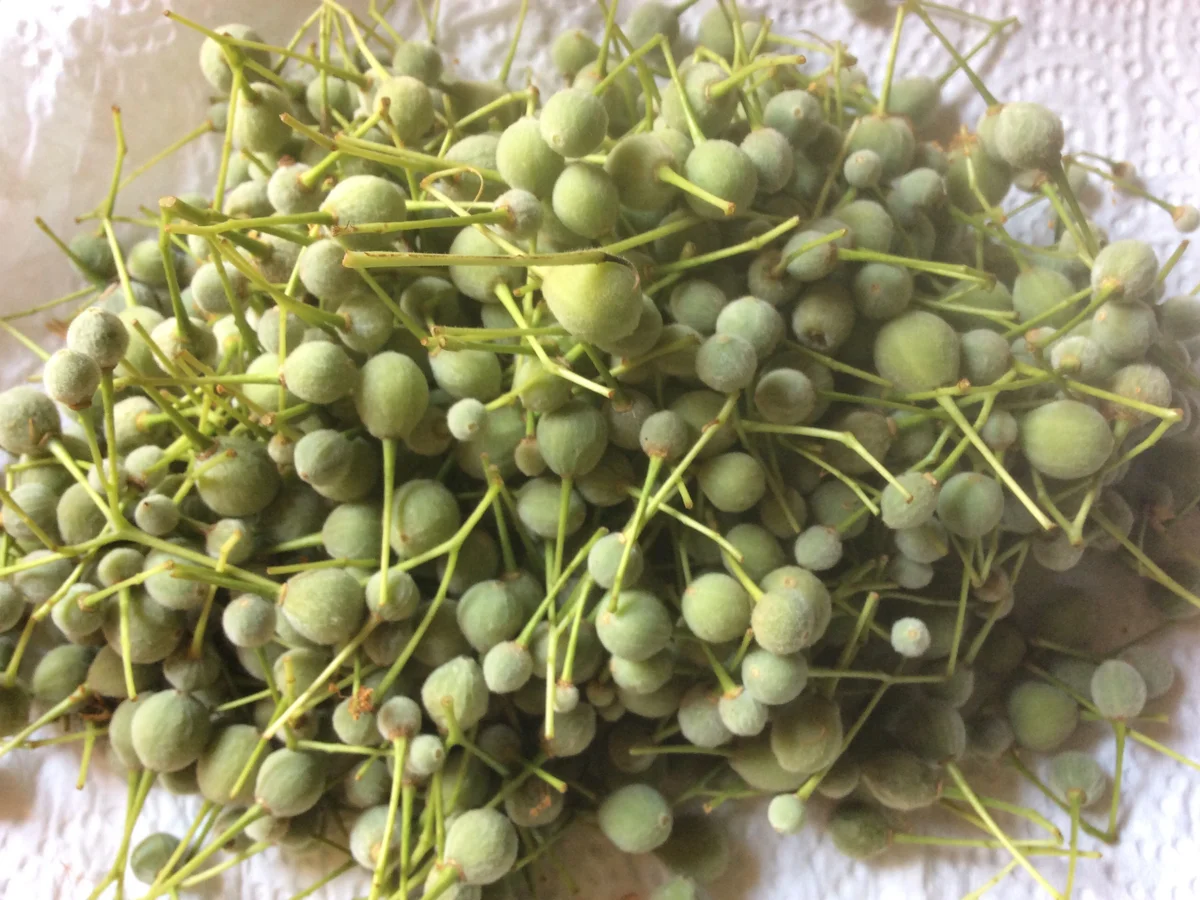 Rezept: Linden-Kapern in Olivenöl eingelegt Bild Nr. 47 Linden-Kapern in Olivenöl eingelegt - Rezept - Bild Nr. 47