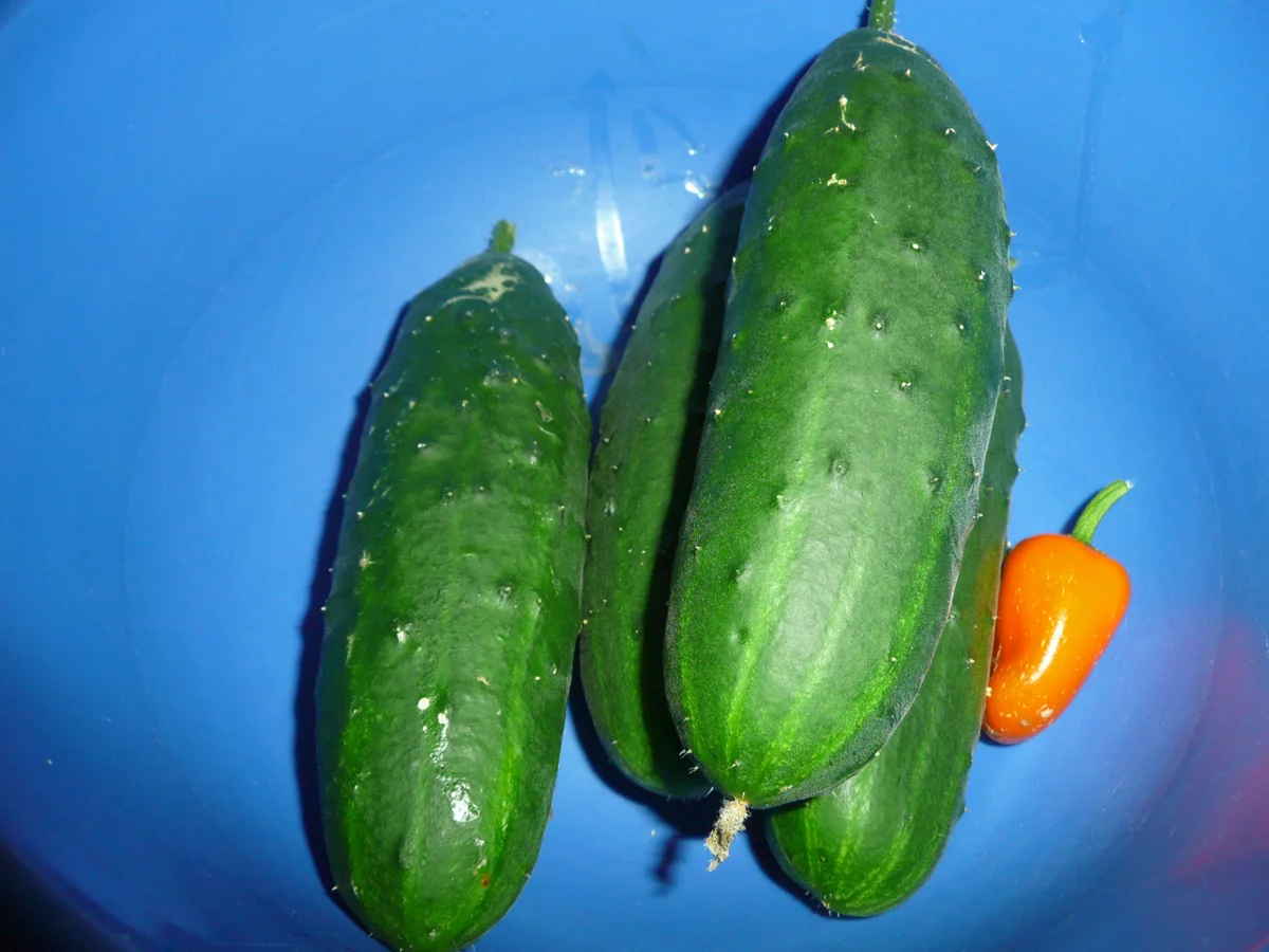 Grillen : Hähnchen, Unterschenkel mit Eisbergsalat. - Rezept - Bild Nr. 94