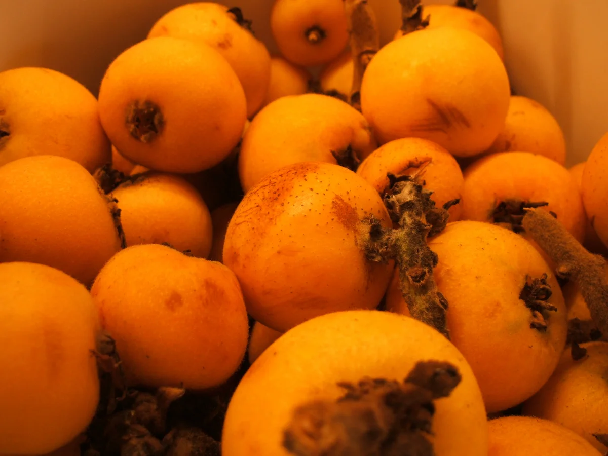 Vorrat: Mispelgelee und Mispelsirup - Rezept - Bild Nr. 95