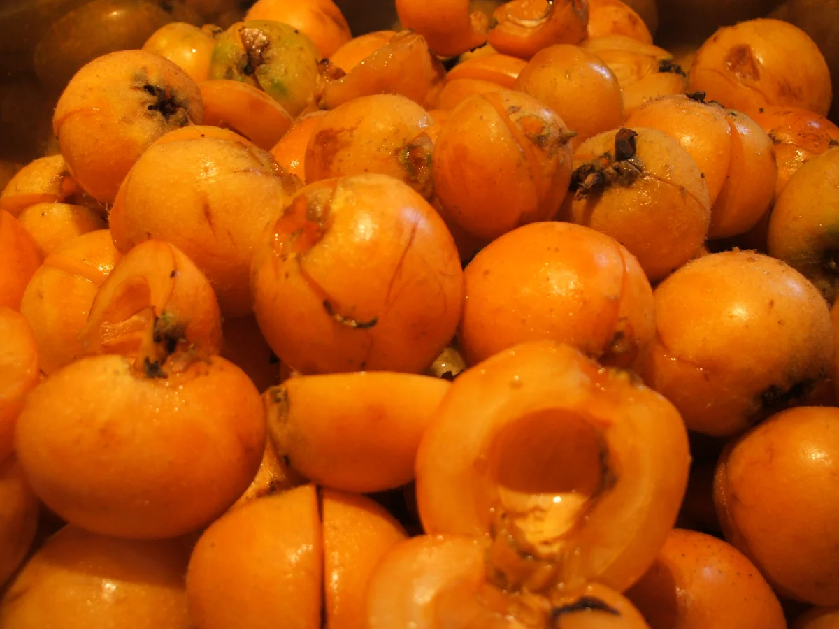 Vorrat: Mispelgelee und Mispelsirup - Rezept - Bild Nr. 94