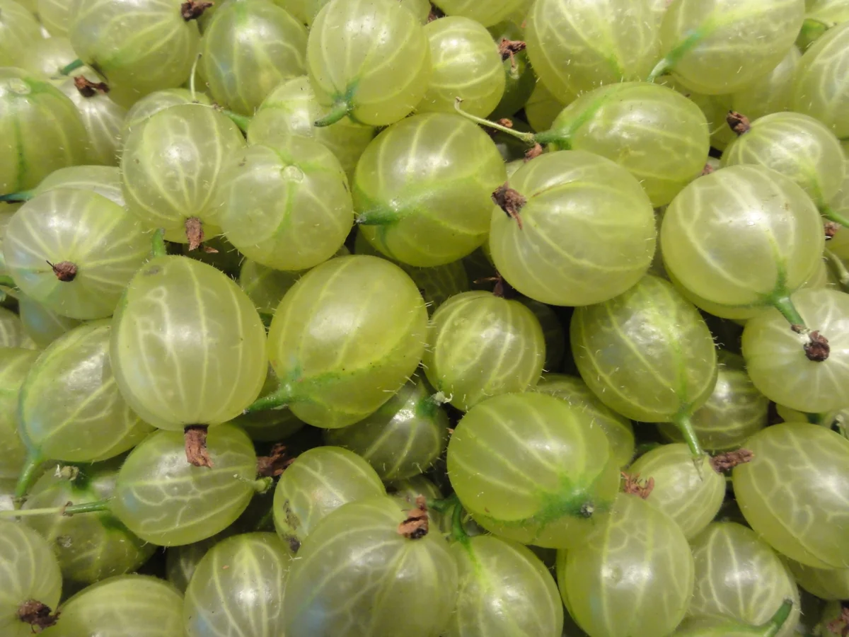 M&G:   STACHELBEEREN  mit  BANANE - Rezept