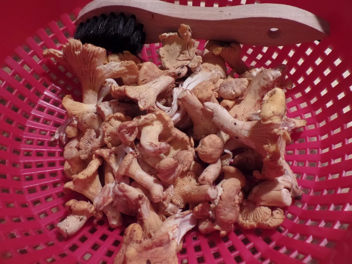 Rezept: Hackbällchen in Pilz-Speck-Sahne Bild Nr. 24 Hackbällchen in Pilz-Speck-Sahne - Rezept - Bild Nr. 24