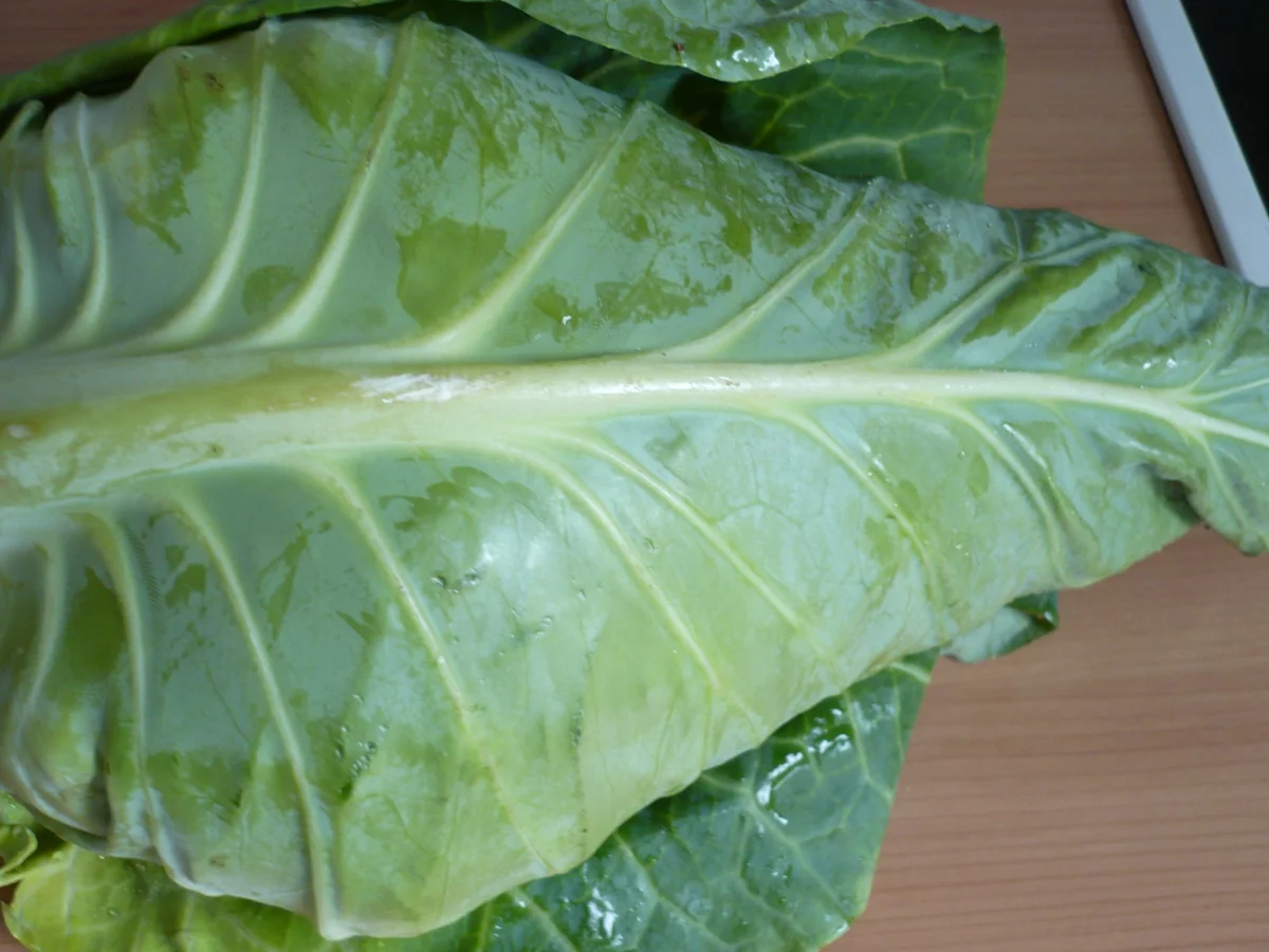 Rezept: Spitzkohl - Salat Bild Nr. 2 Spitzkohl - Salat - Rezept - Bild Nr. 2