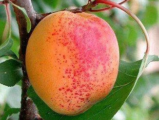 Marillentorte mit Mürbteig - Rezept - Bild Nr. 2