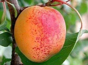 Marillentorte mit Mürbteig - Rezept - Bild Nr. 2