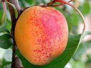 Marillentorte mit Mürbteig - Rezept - Bild Nr. 2