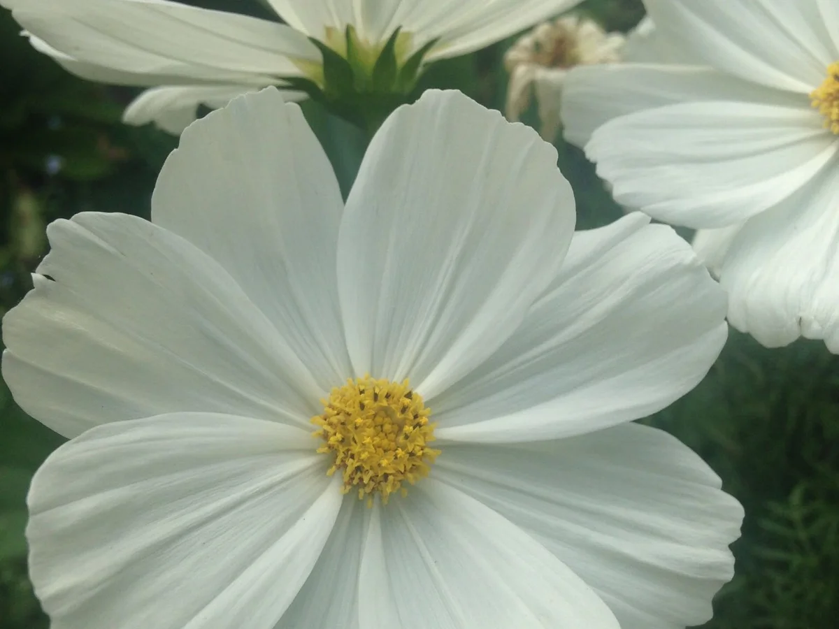 Gemüse-Fritatta mit Kräuter-Schafsfeta - Rezept - Bild Nr. 9