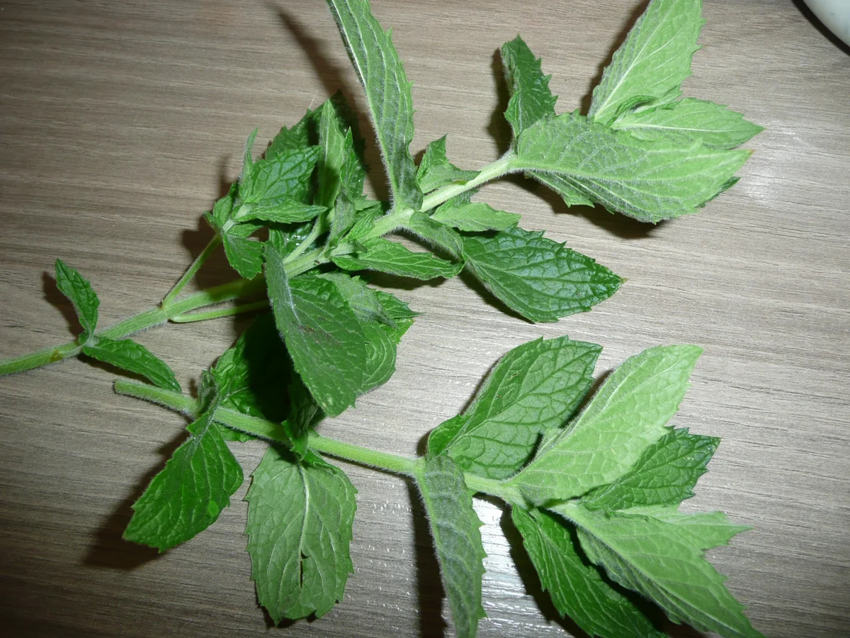 Rezept: Gefüllte Zucchini, an Zuckermais, Minz -Dipp und Putenstreifen. Bild Nr. 97 Gefüllte Zucchini, an Zuckermais, Minz -Dipp und Putenstreifen. - Rezept - Bild Nr. 97