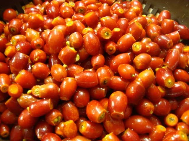 Hagebuttenmarmelade mit Gewürznelken verfeinert - Rezept - Bild Nr. 2