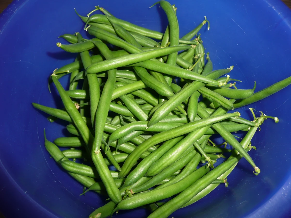 Frikadellen mit Spiegelei zu Speckbohnen + Kartoffelpüree. - Rezept