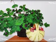 Cantaloupe Melone-Körbchen mit Obst gefüllt - Rezept - Bild Nr. 227