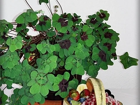 Cantaloupe Melone-Körbchen mit Obst gefüllt - Rezept - Bild Nr. 245