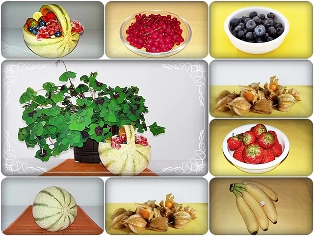 Cantaloupe Melone-Körbchen mit Obst gefüllt - Rezept - Bild Nr. 248