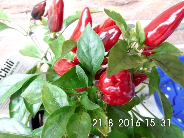 Rezept: chili-butter Bild Nr. 272 chili-butter - Rezept - Bild Nr. 272