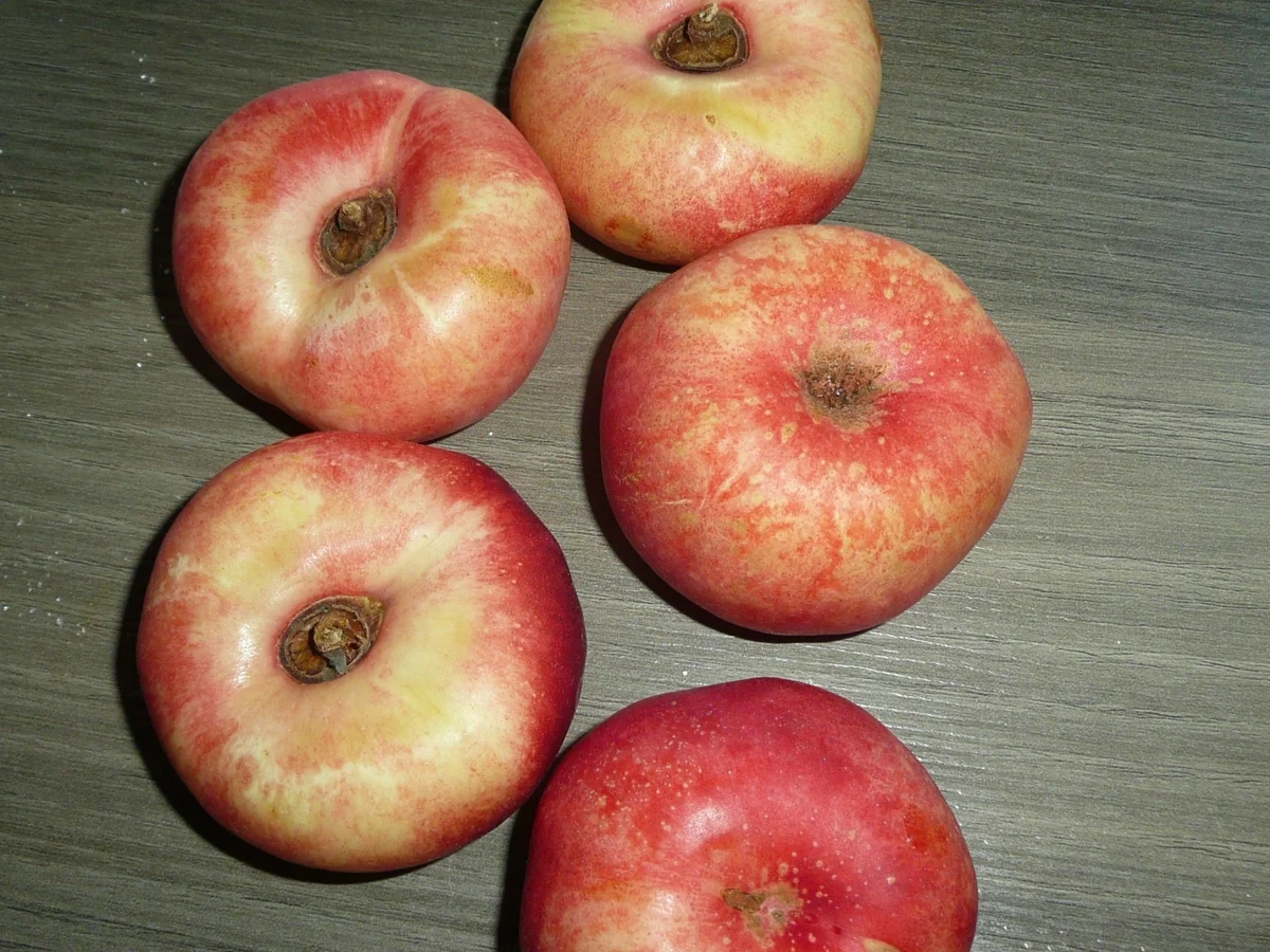 Himmel und Erde : Pfälzer Variation. - Rezept