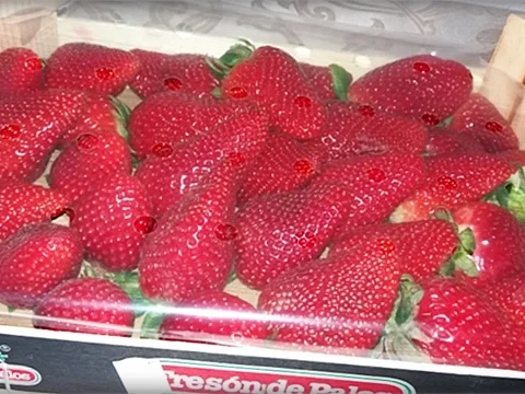 So lecker schmecken die süßen Früchte zu herzhaften Pfannkuchen - Rezept - Bild Nr. 267