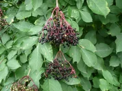 Holunder - Orangen - Gelee. - Rezept - Bild Nr. 267