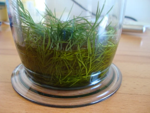 Käsecremesüppchen - Rezept - Bild Nr. 7