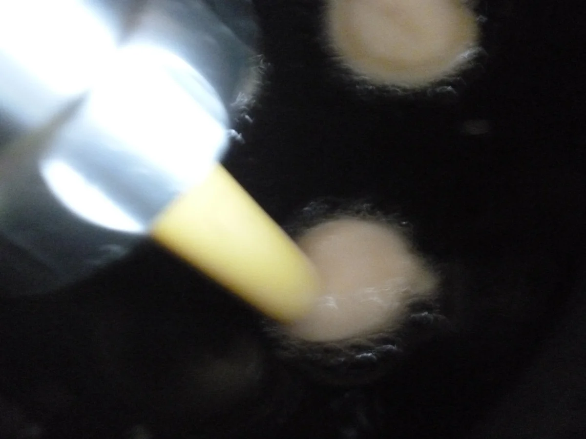 Rezept: Backlinsen oder Backerbsen Bild Nr. 323 Backlinsen oder Backerbsen - Rezept - Bild Nr. 323