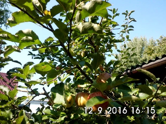 pancakes - Rezept - Bild Nr. 12