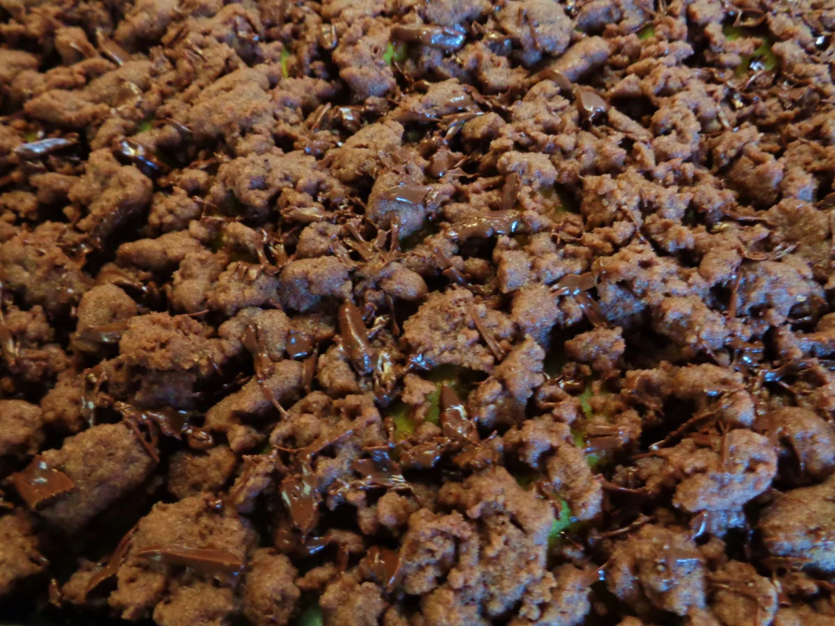 Weißer Schokoladenpudding, Safranbirnen, Kakaostreusel und Schokolade ... - Rezept - Bild Nr. 372