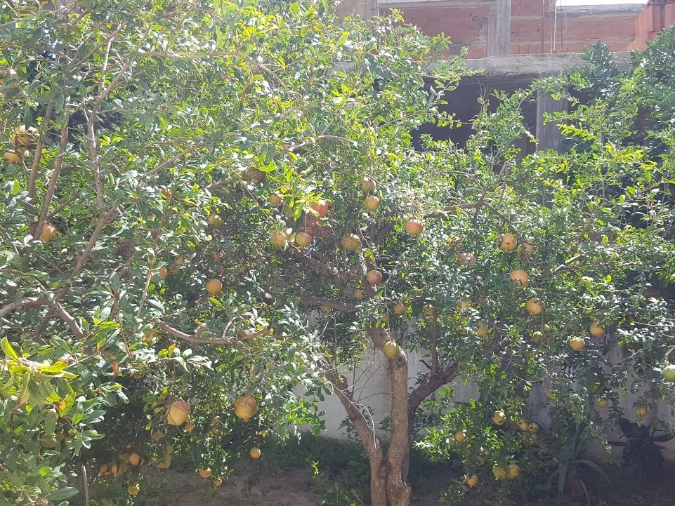 Rafika's  Granadapfel-Apfel-Bananen-Wunder - Rezept - Bild Nr. 360