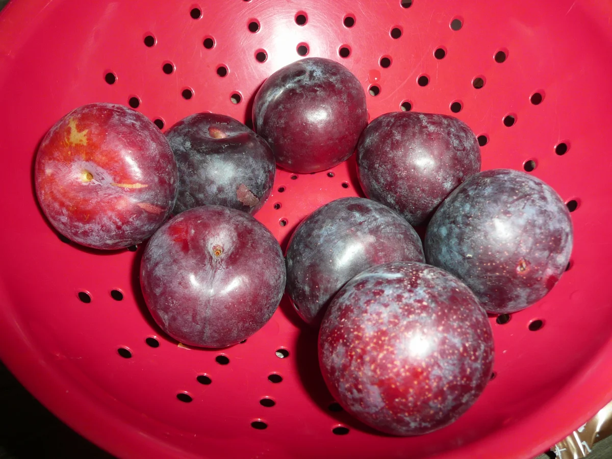 Rezept: Bauernmarkt - Torte Bild Nr. 561 Bauernmarkt - Torte - Rezept - Bild Nr. 561