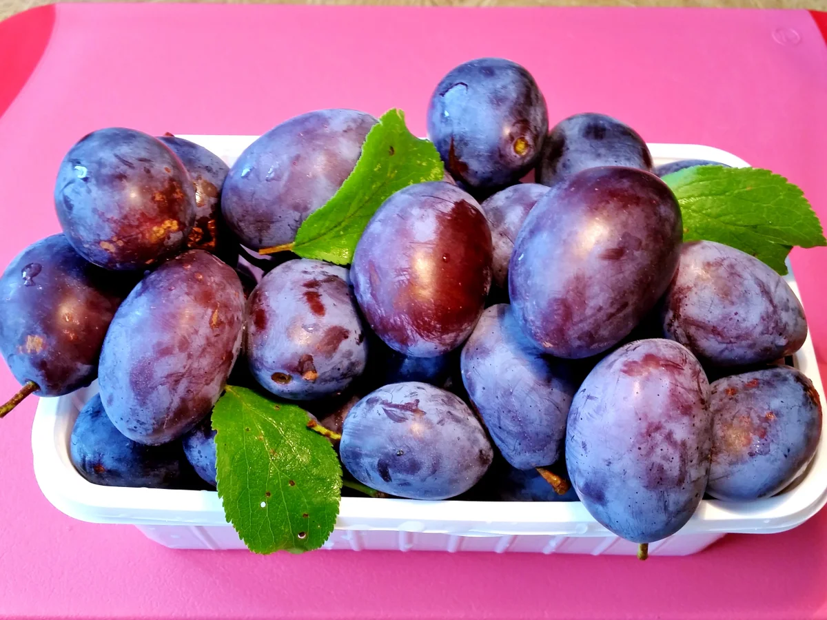 Pflaumenkuchen Nr. 3 von 2016 ... - Rezept - Bild Nr. 552