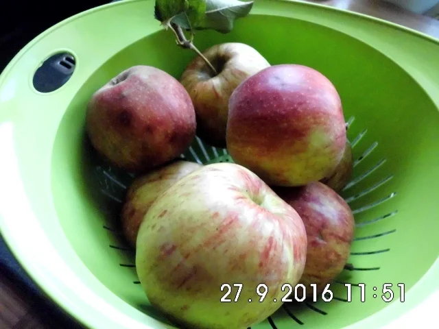 Rezept: apfel-vanillekuchen mit streusel Bild Nr. 558 apfel-vanillekuchen mit streusel - Rezept - Bild Nr. 558