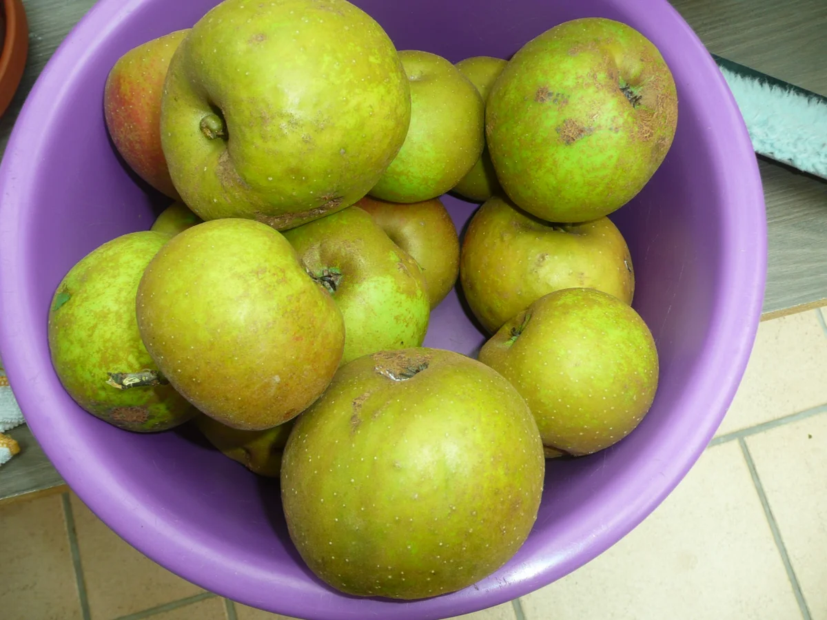 Rezept: Herbst Muffins 12 Stück Bild Nr. 578 Herbst Muffins 12 Stück - Rezept - Bild Nr. 578