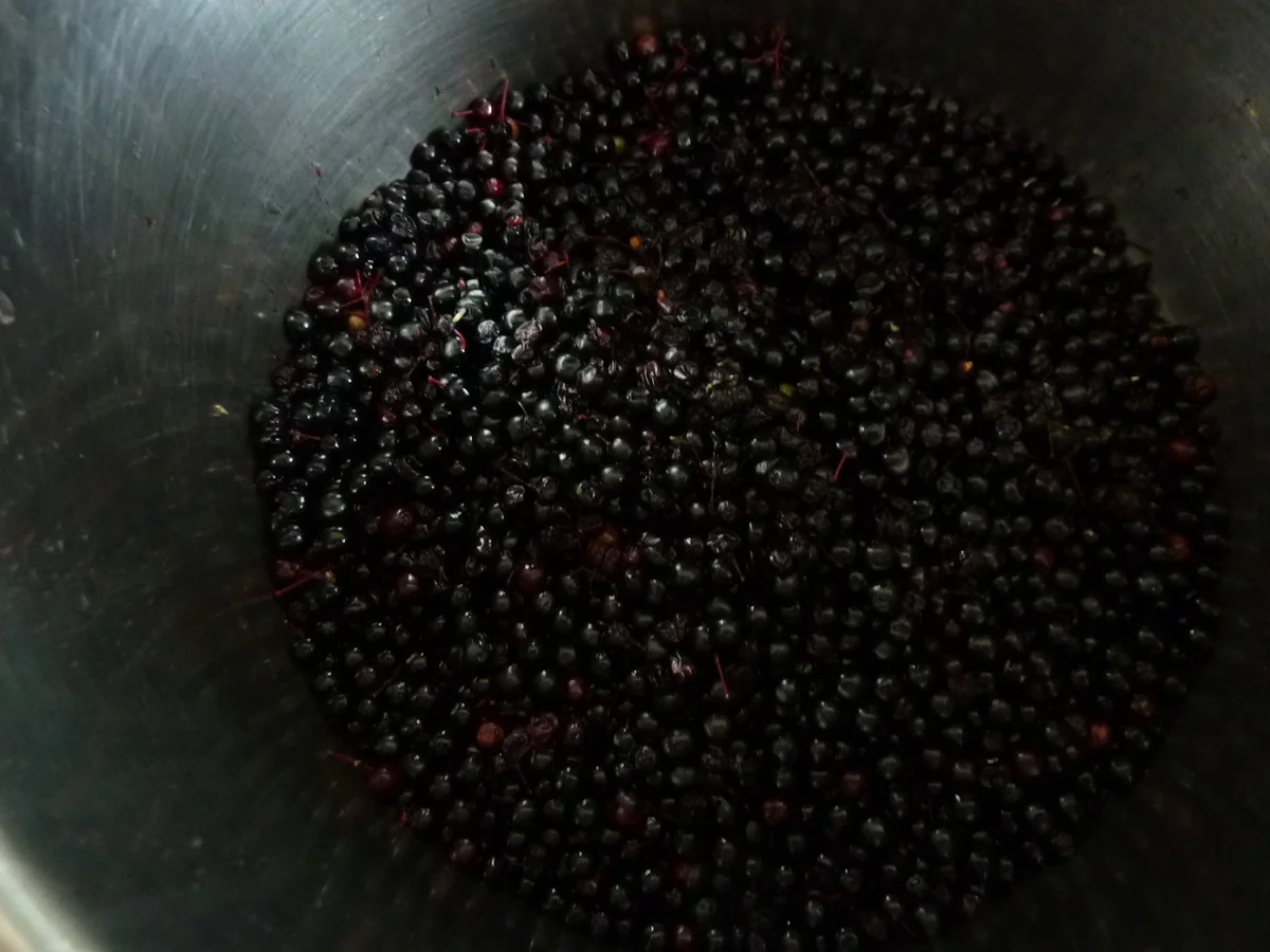 Feigen - Jogurt Parfait an Holunder Sauce - Rezept - Bild Nr. 601