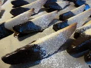 Wolfszähne - Rezept - Bild Nr. 688