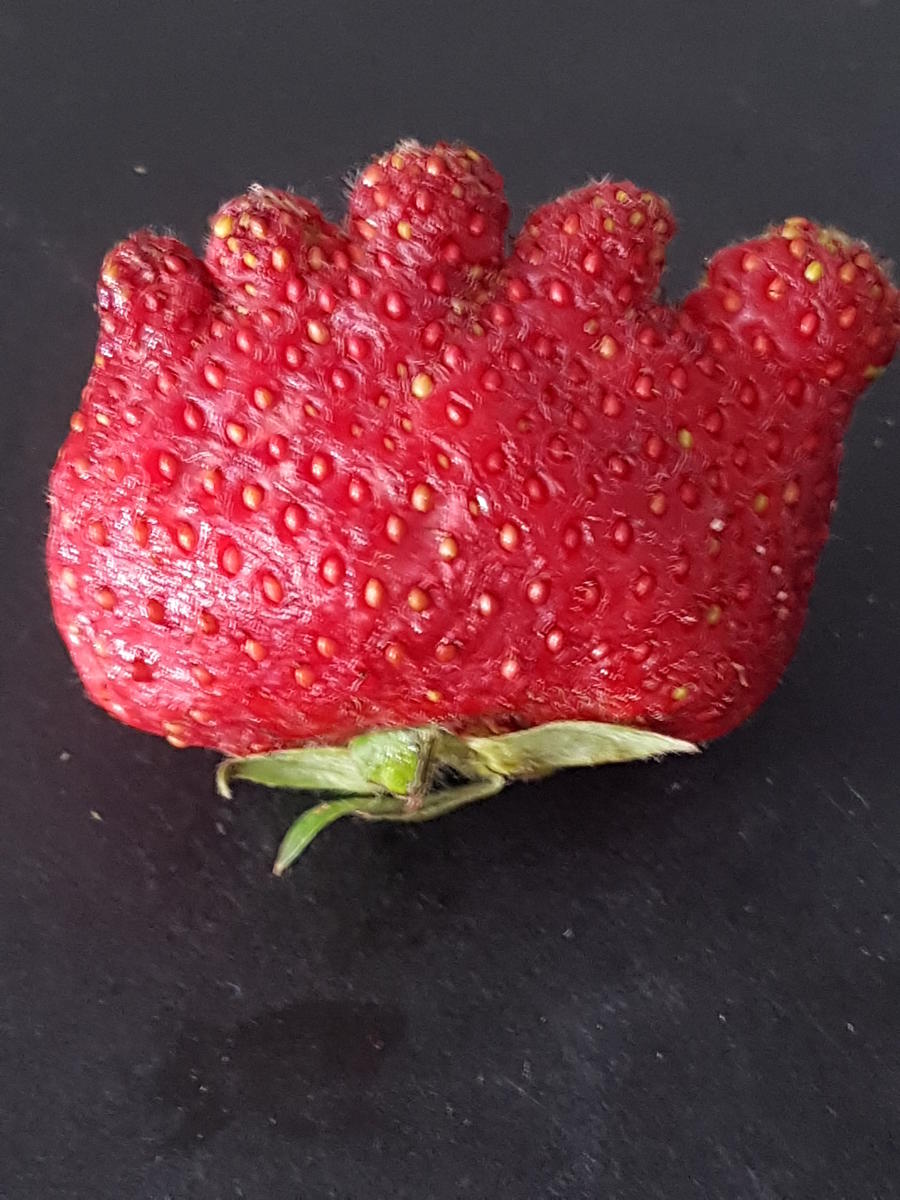 Erdbeeren "I like it" denn es ist Erdbeere die gefrostet wurde - Rezept - Bild Nr. 771