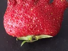 Erdbeeren "I like it" denn es ist Erdbeere die gefrostet wurde - Rezept - Bild Nr. 771